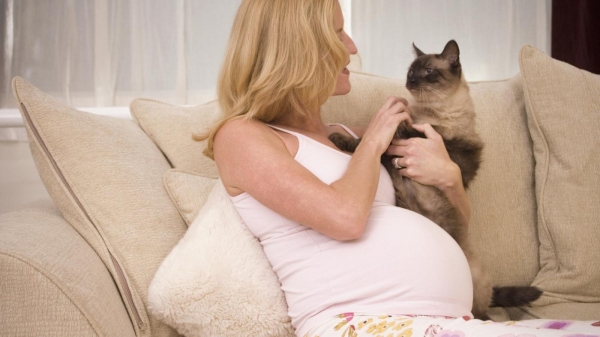 القطط-هل هي فعلاً خطر على الحوامل؟