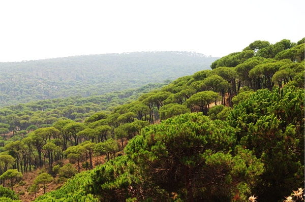 Lebanon’s forest area- Then and Now