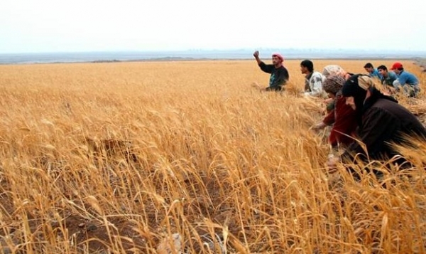 16.4 مليار ليرة لدعم زراعة القمح في العام 2017